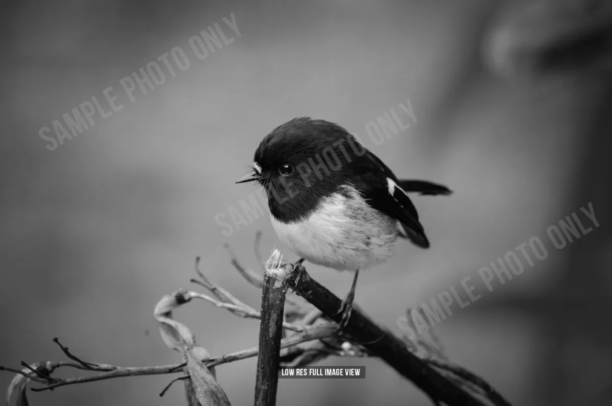 Tomtit 029