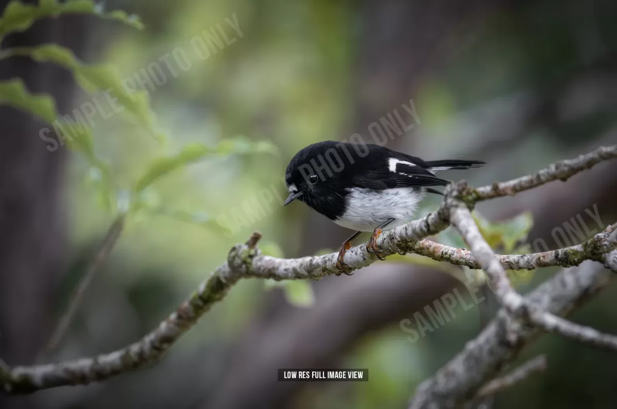 Tomtit 030