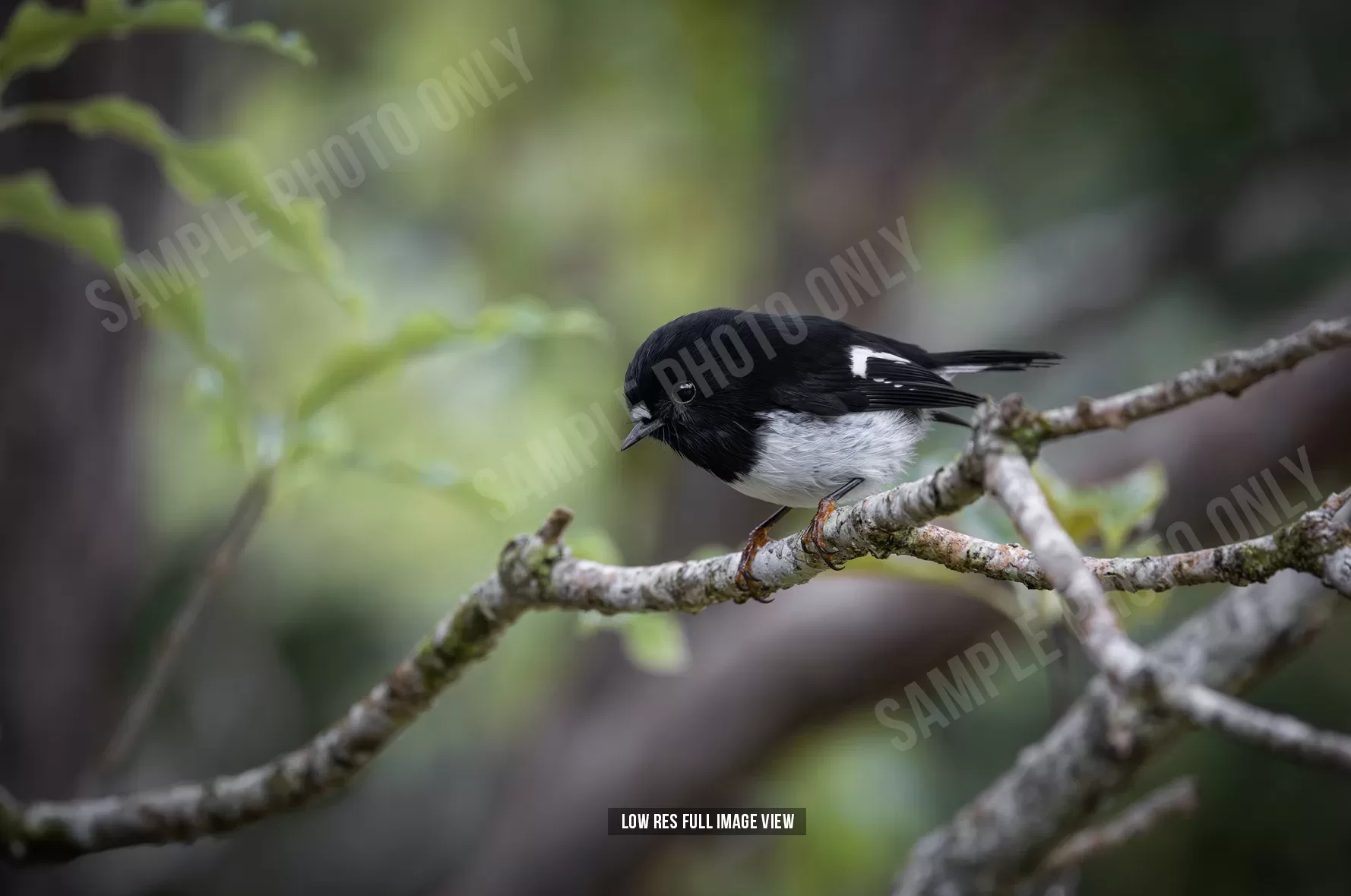 Tomtit 030