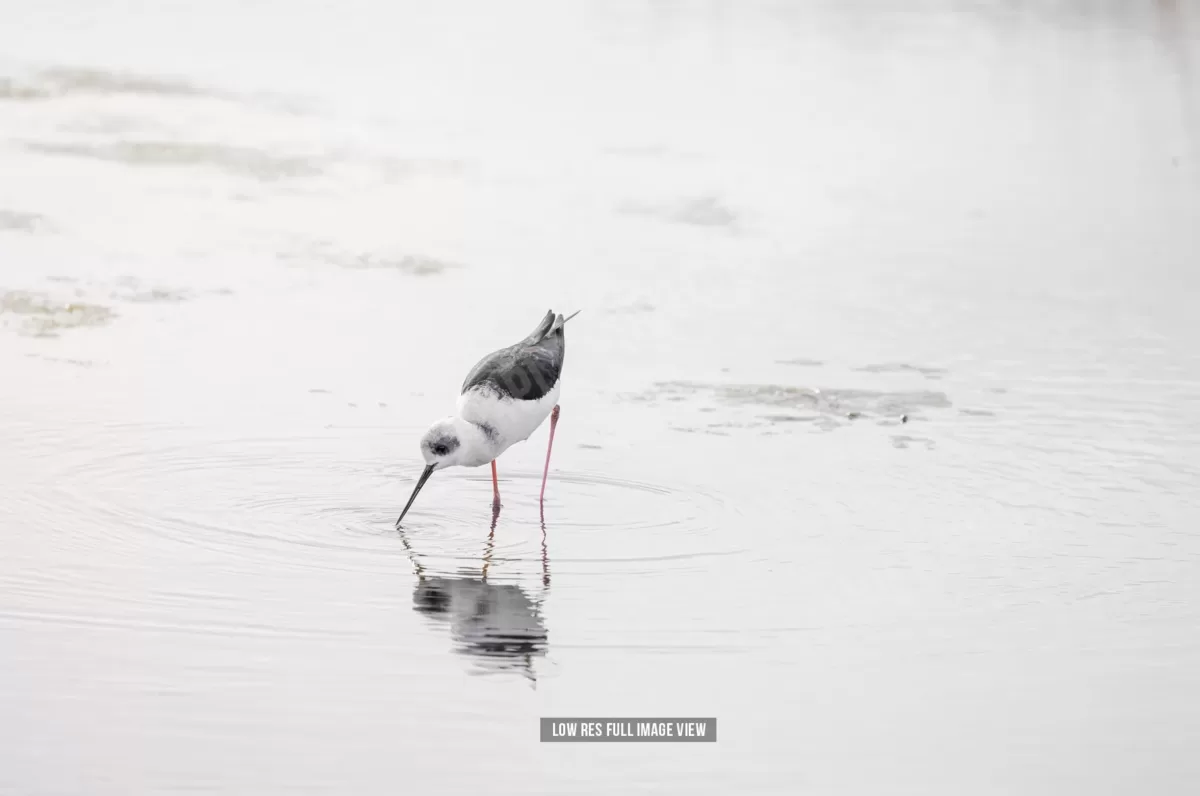 Pied stilt 000