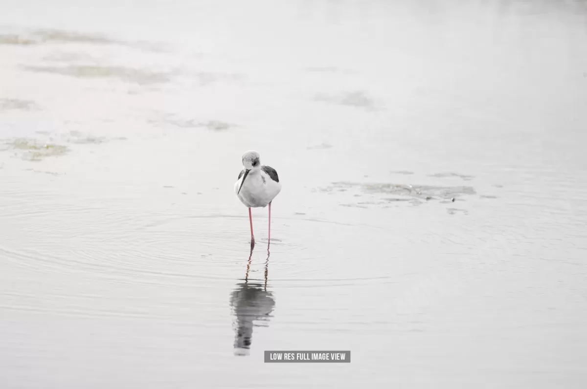 Pied stilt 001