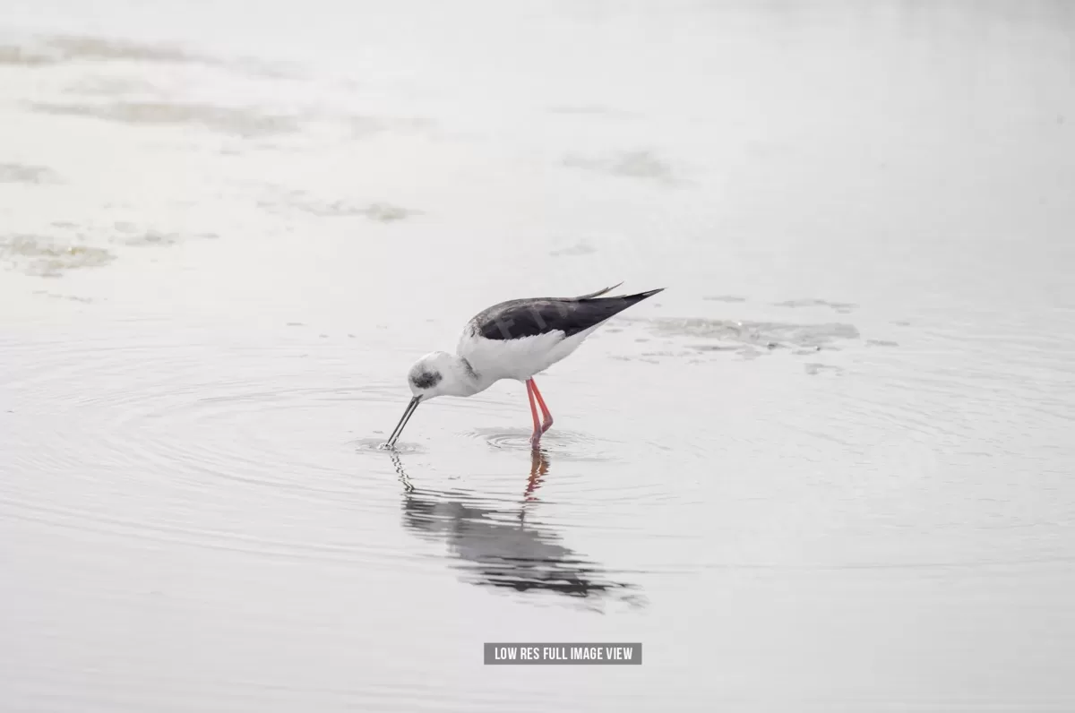 Pied stilt 002