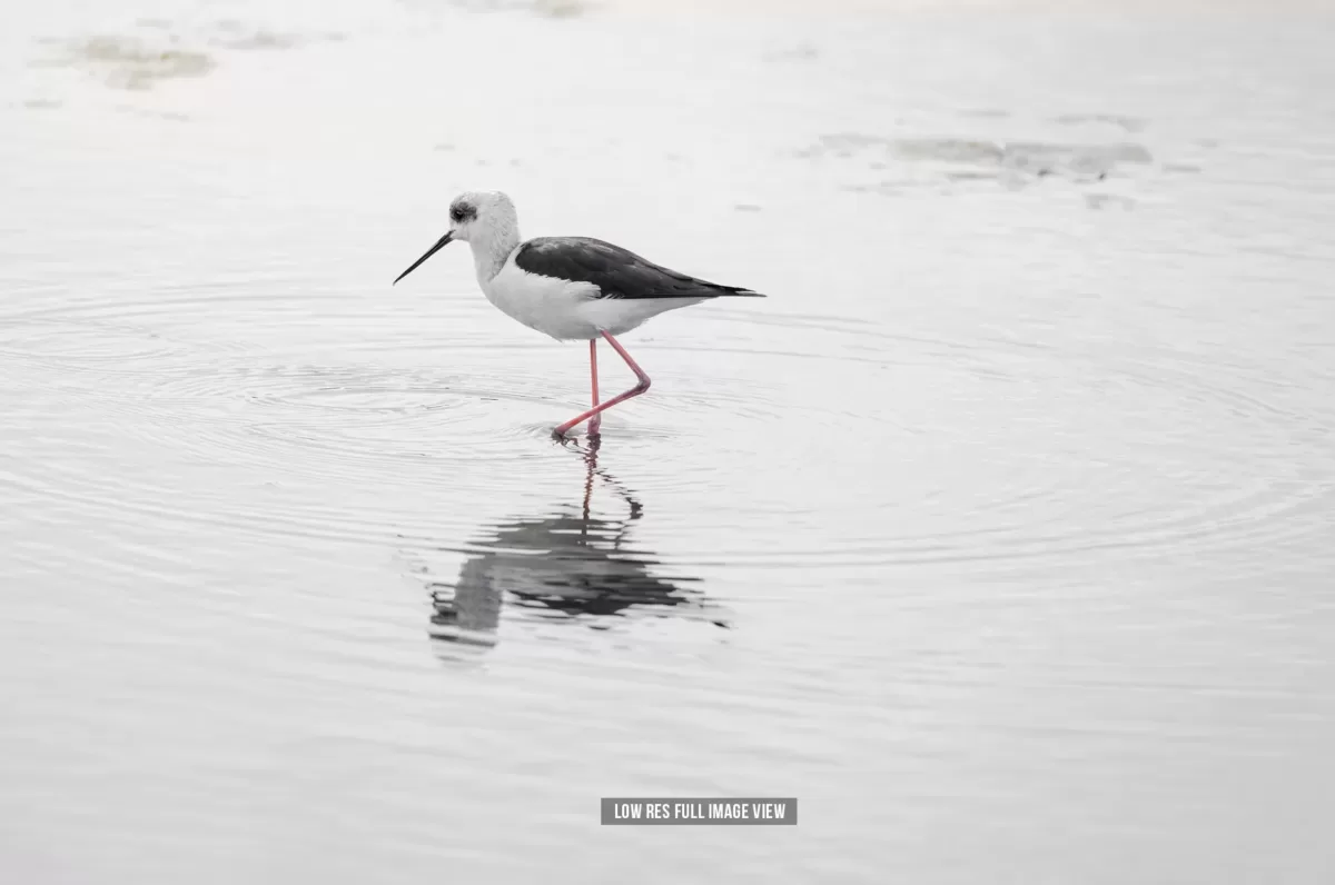 Pied stilt 003