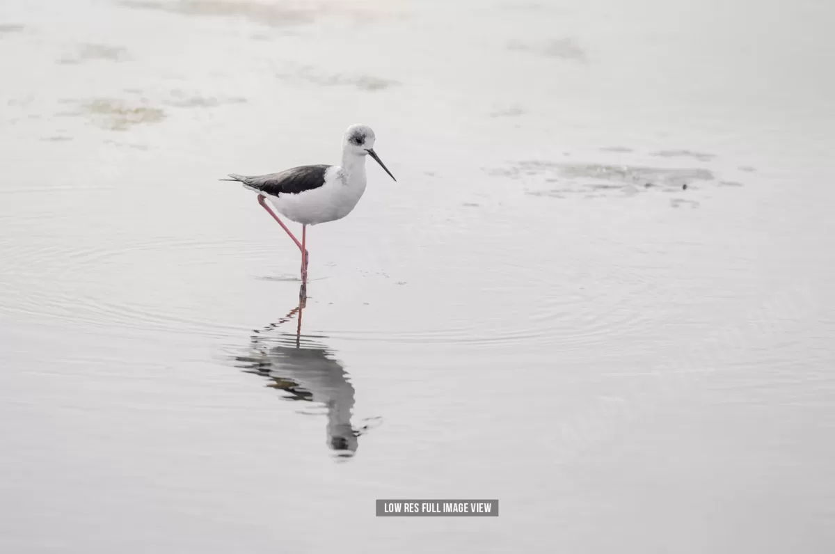 Pied stilt 004