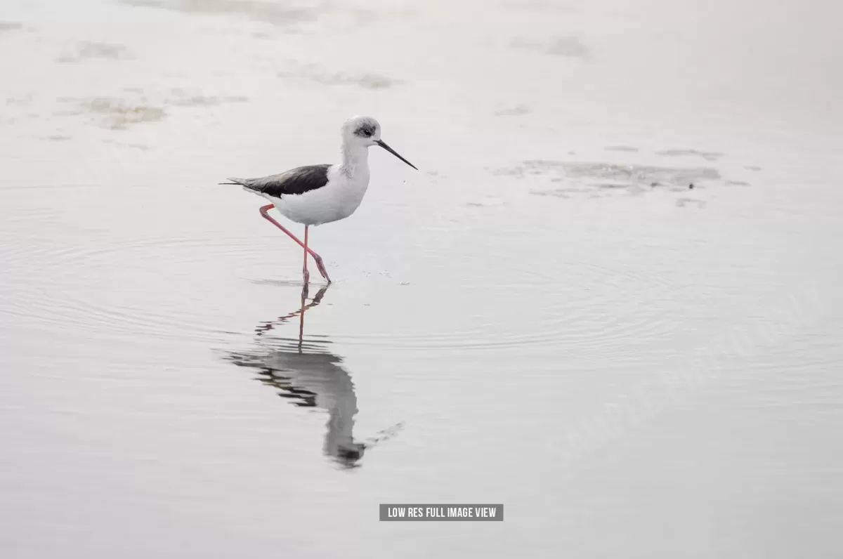 Pied stilt 005