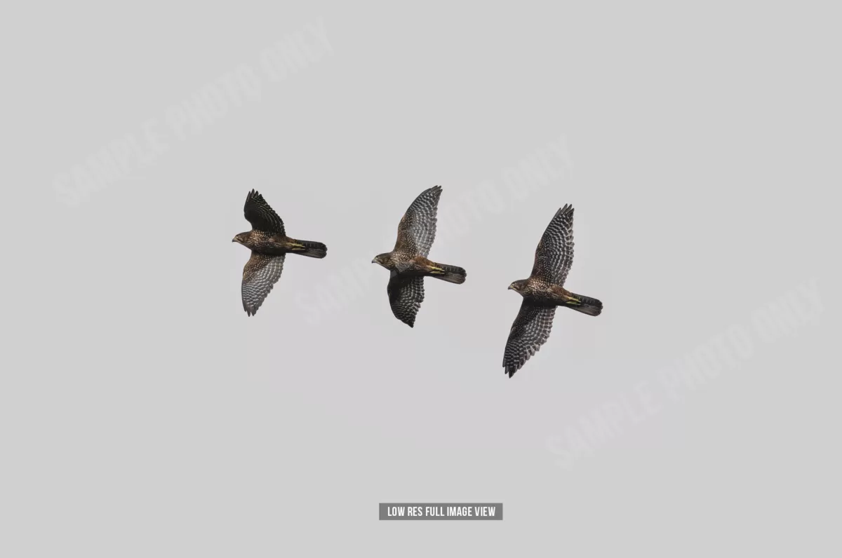 NZ Falcon 005