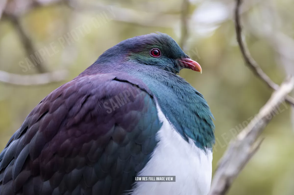 Kererū 012 - Image 2