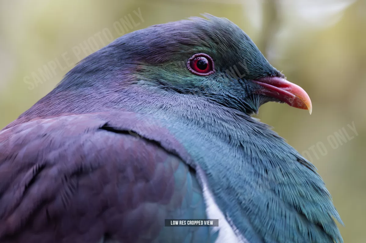 Kererū 012