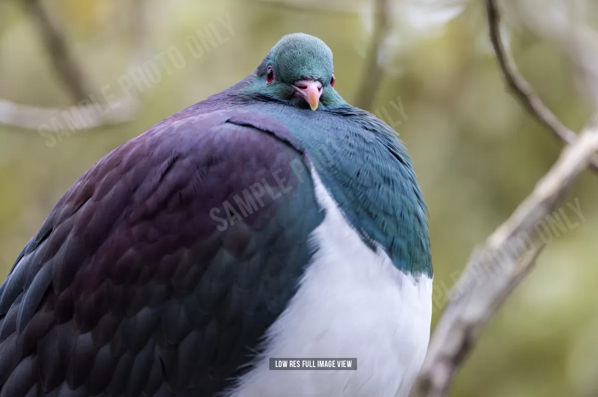 Kererū 013 - Image 2