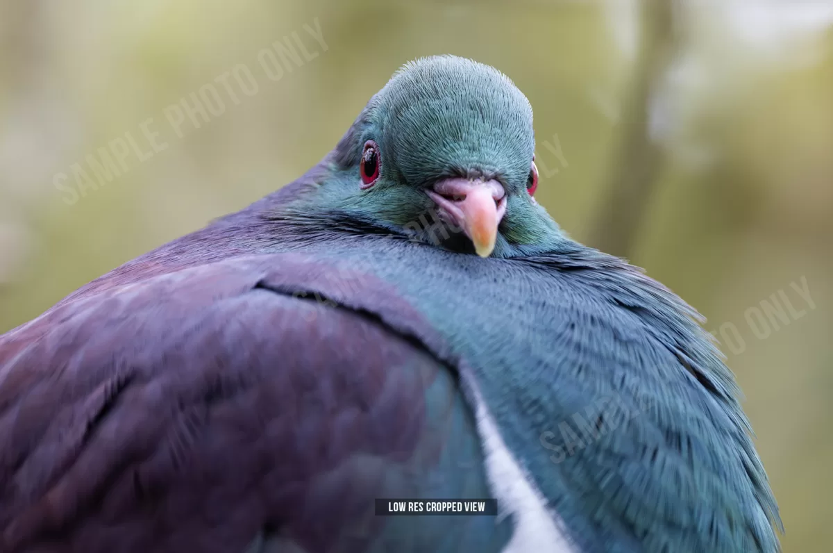 Kererū 013