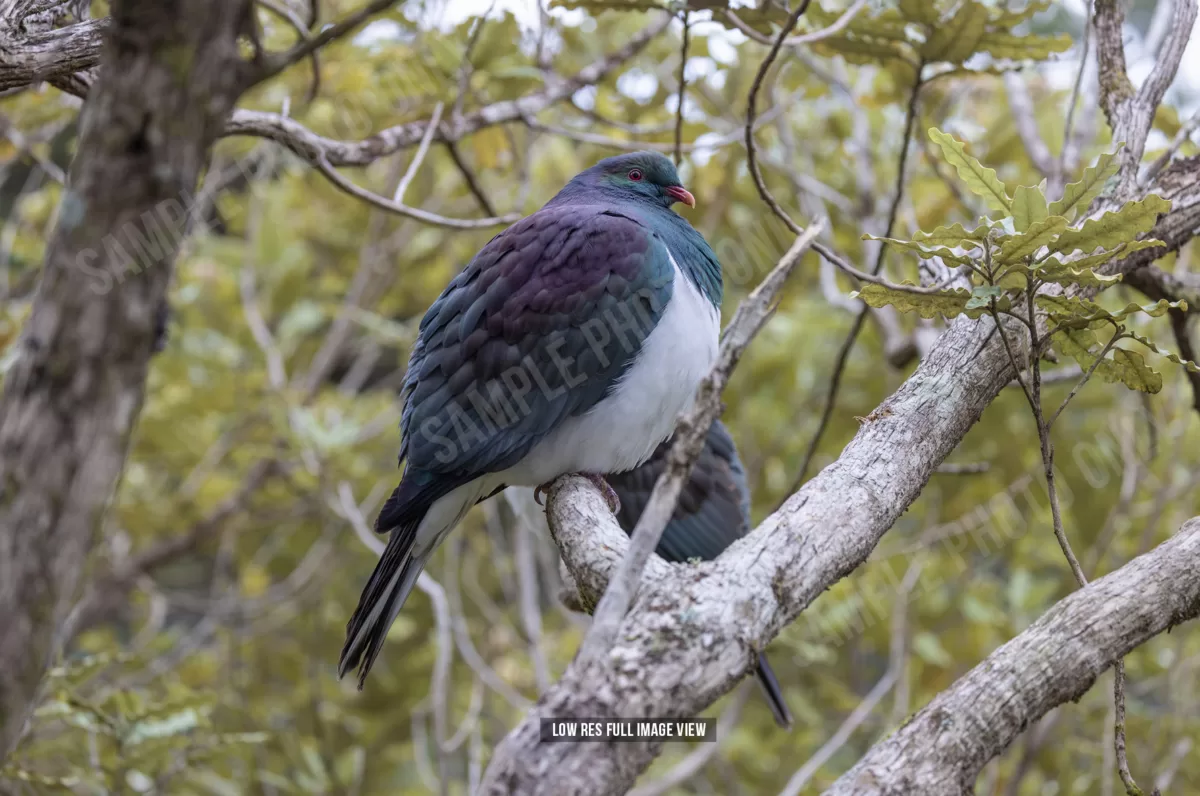 Kererū 014 - Image 2