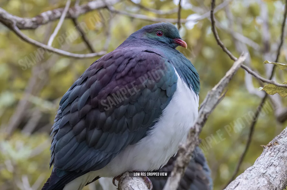 Kererū 014