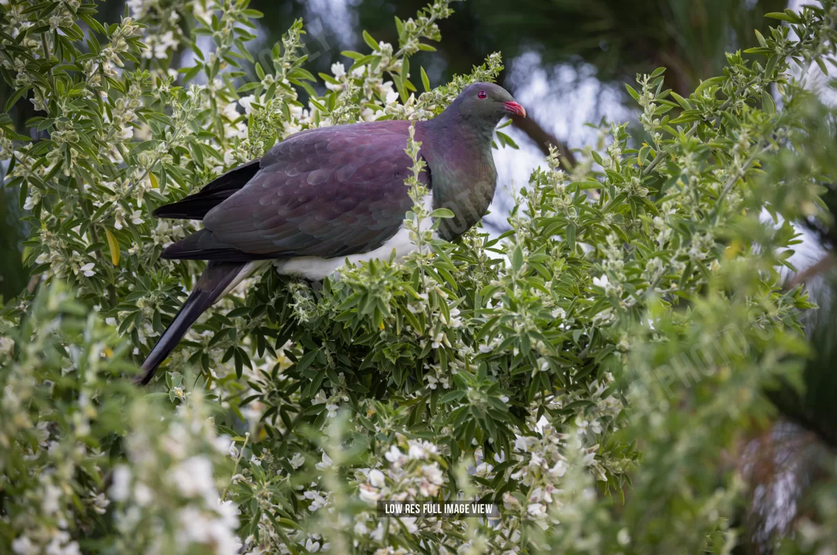 Kererū 016 - Image 2