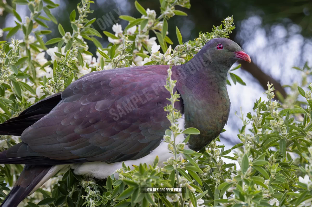 Kererū 016