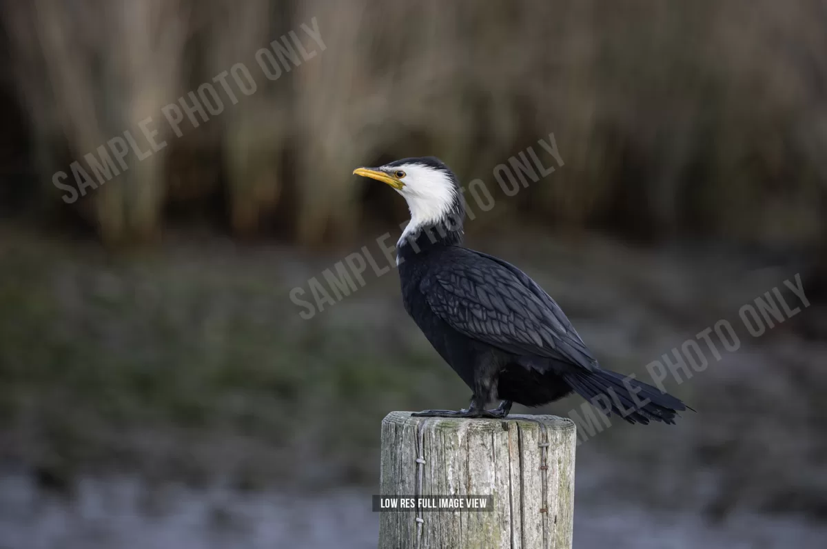 Little shag 003 - Image 2