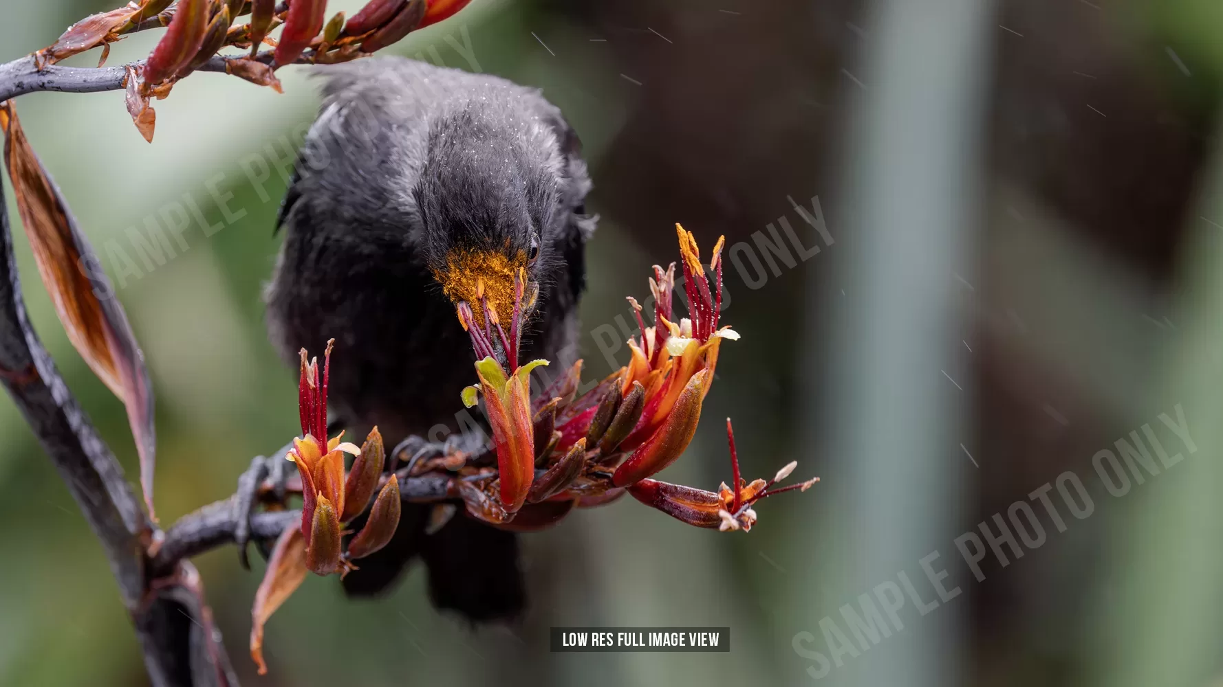 Tui 002