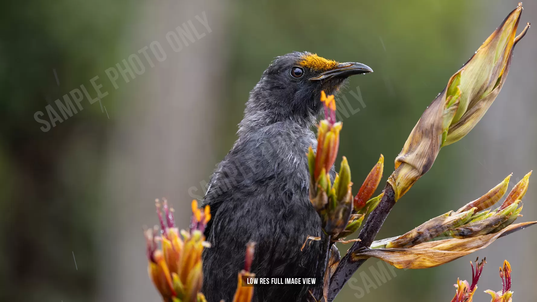 Tui 003