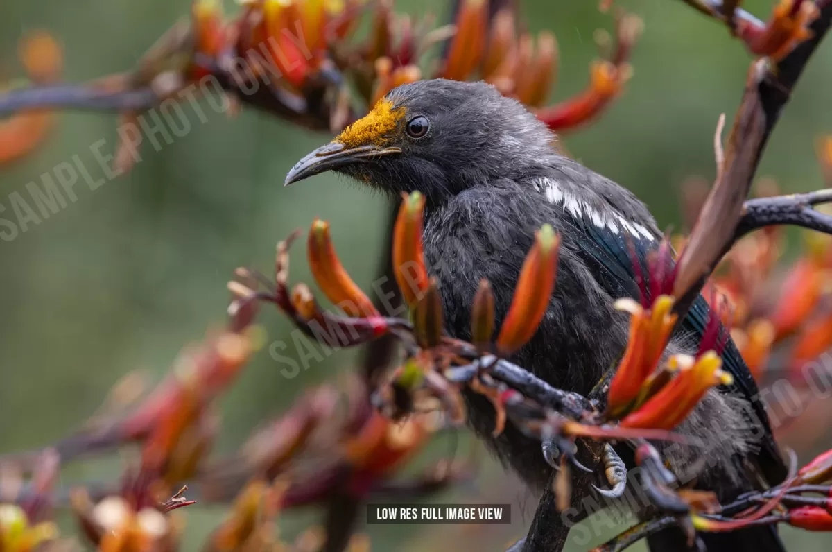 Tui 004 - Image 2