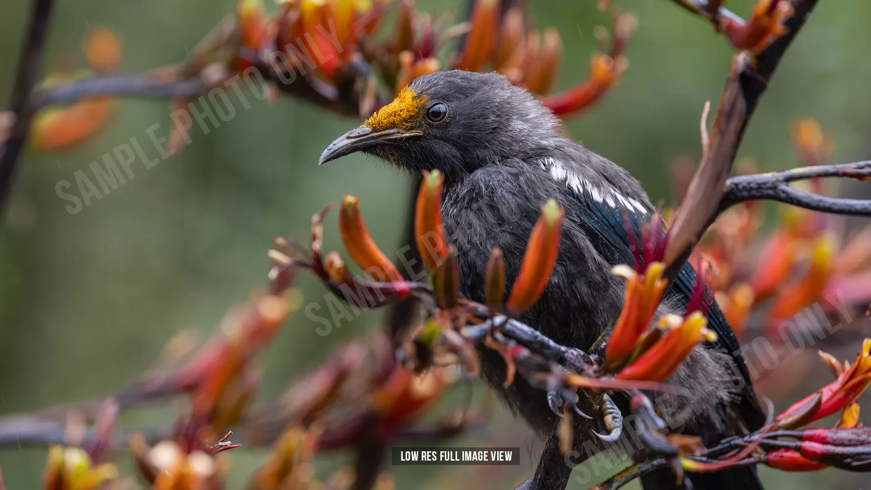 Tui 004
