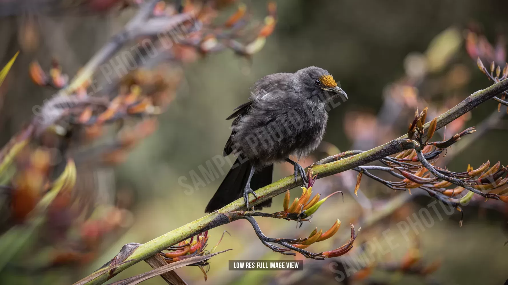 Tui 005