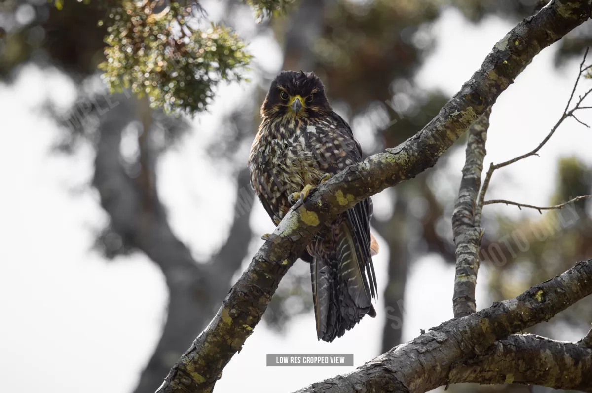 NZ Falcon 006