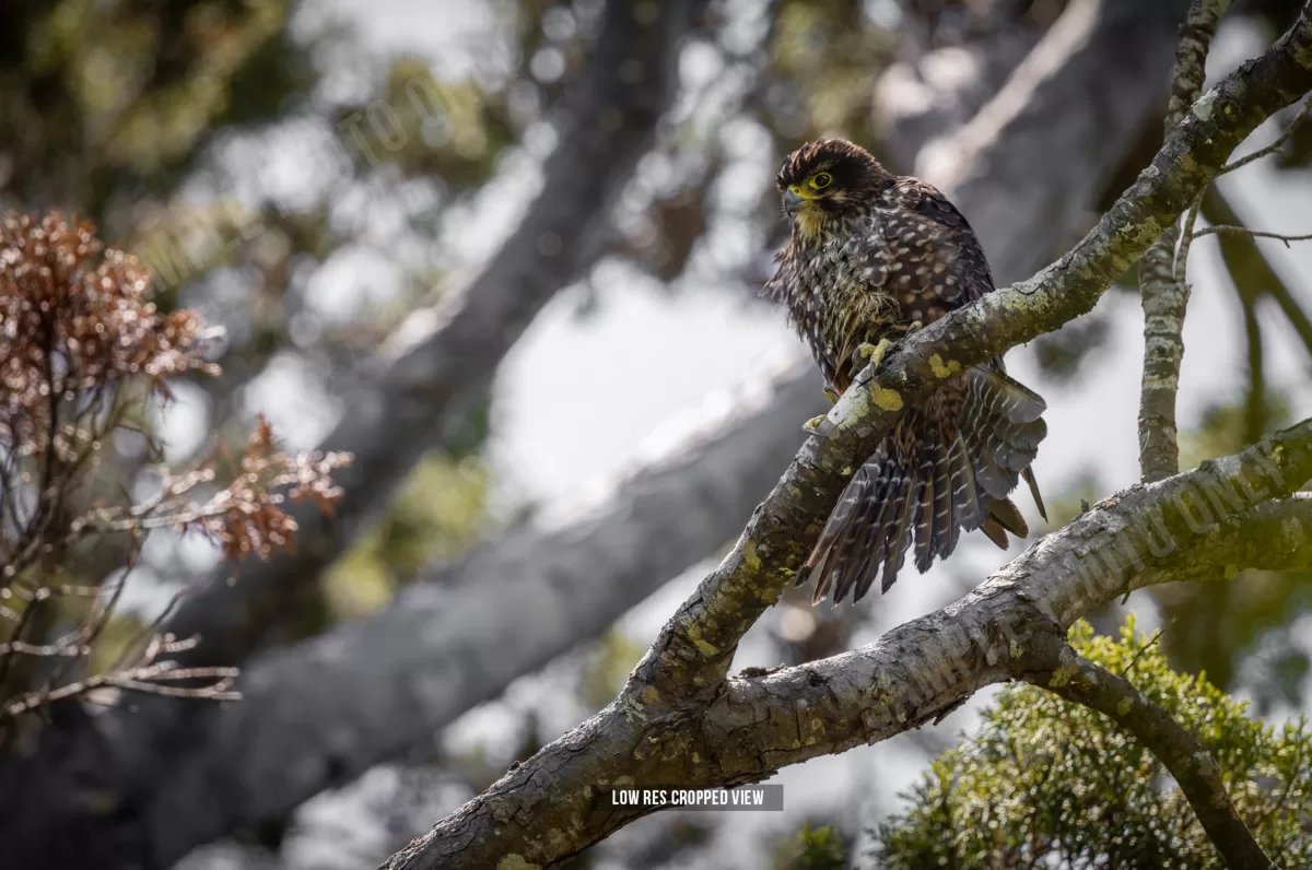 NZ Falcon 007