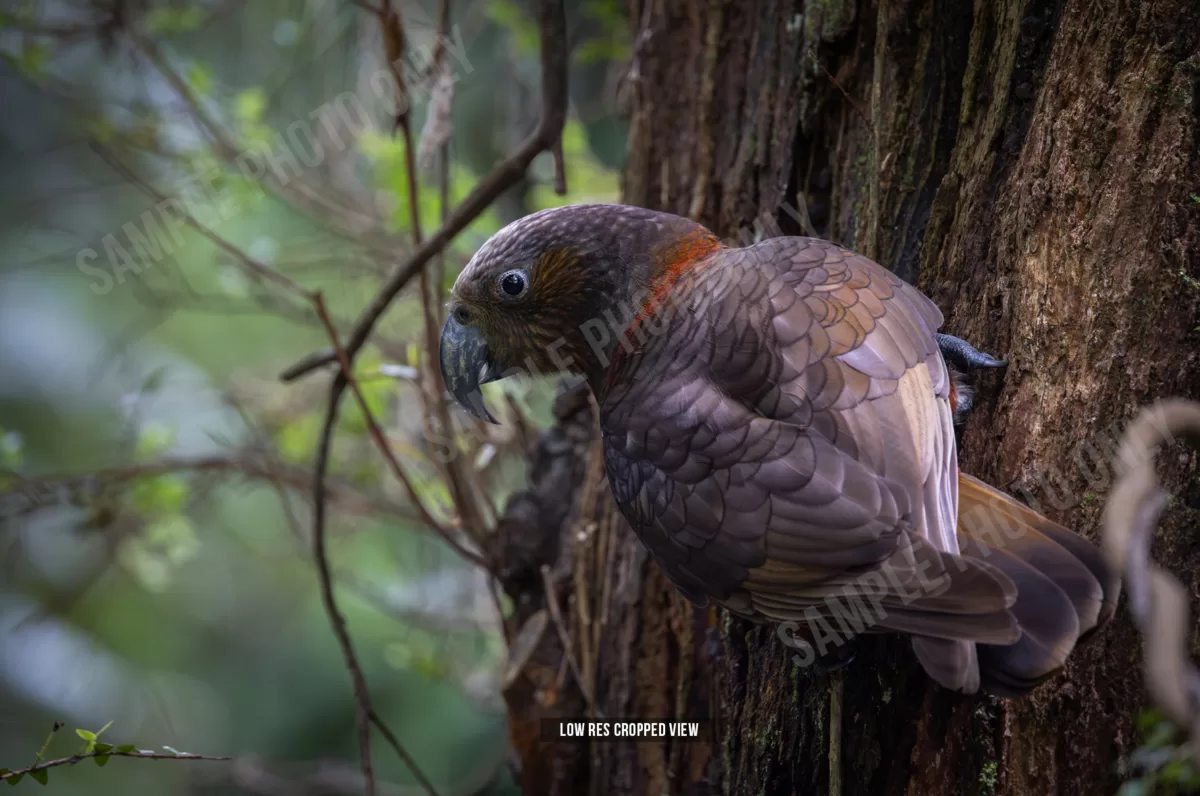 Kākā 007
