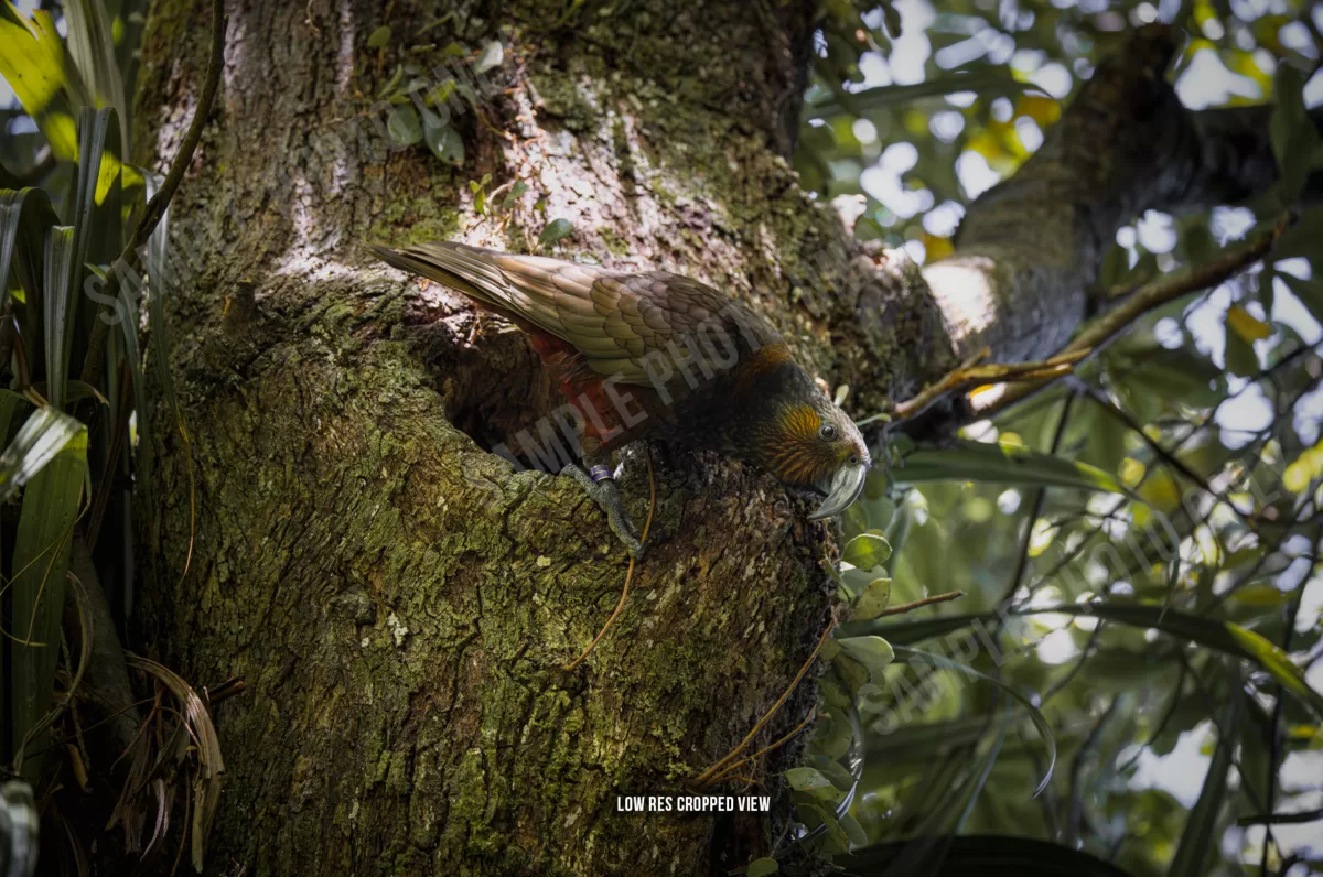 Kākā 009