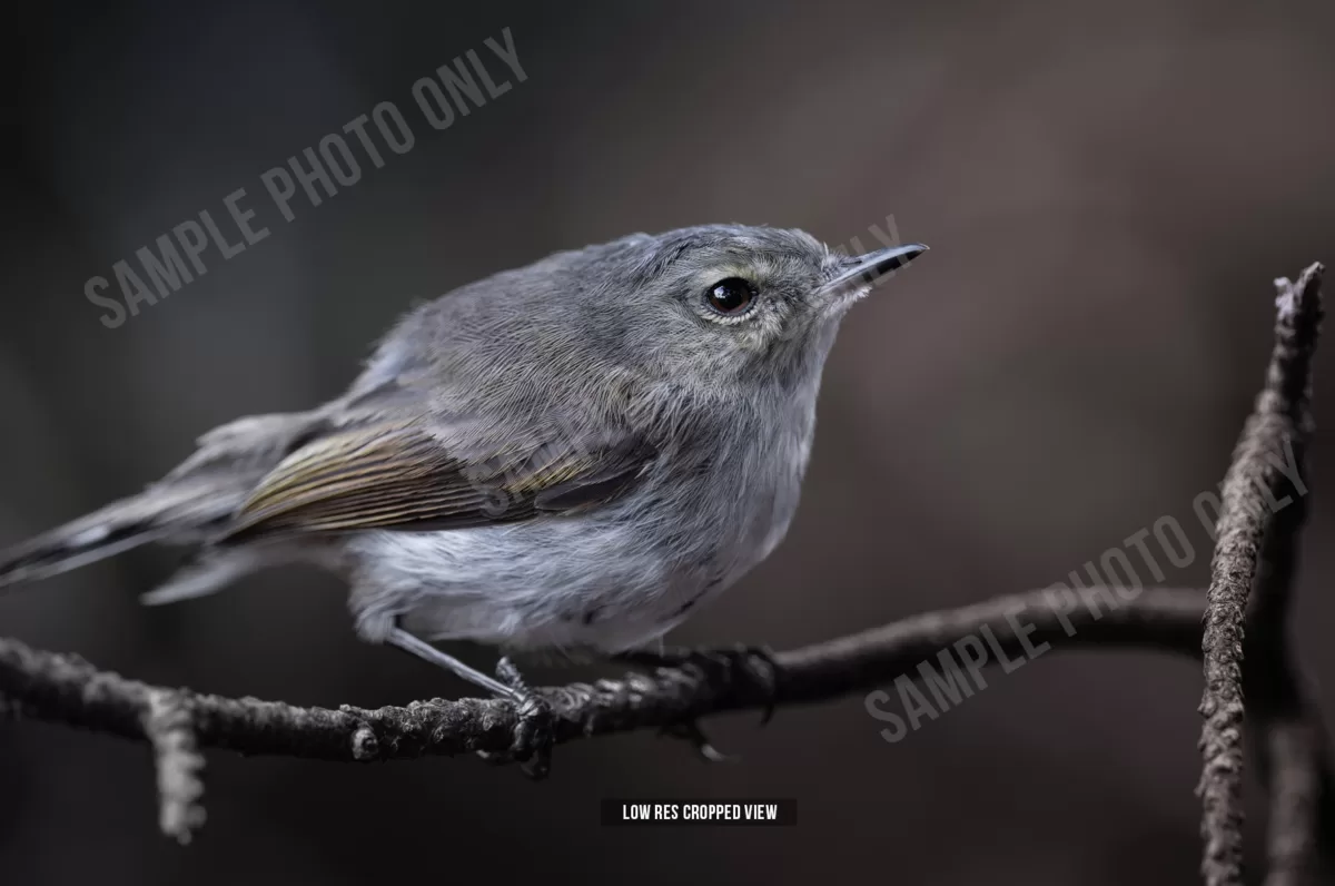 Grey warbler 009