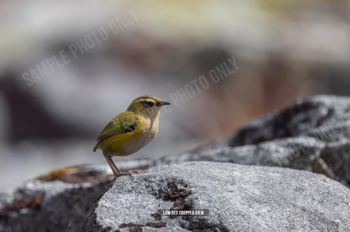 Rock Wren 003