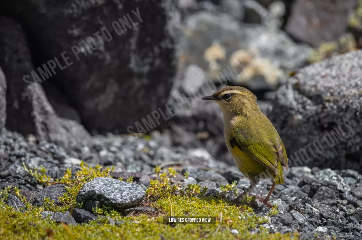 Rock Wren 006