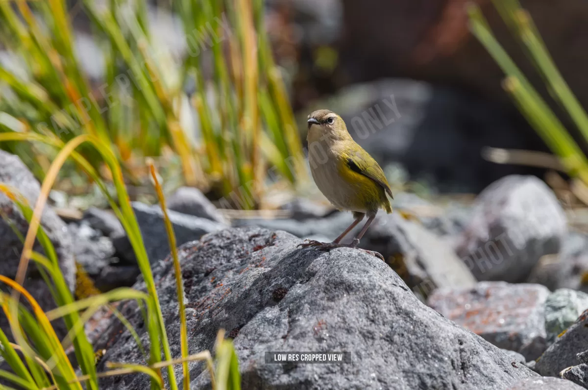 Rock Wren 007