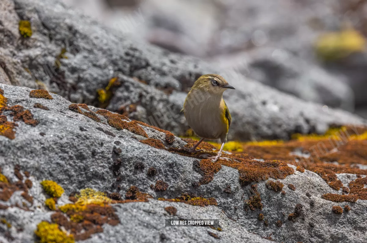 Rock Wren 008