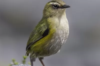 Rock Wren - Limited Edition Photo Fine Art Print