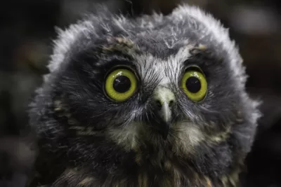 Ruru Owlet - Limited Edition Photo Fine Art Print