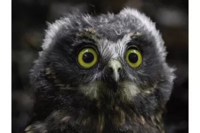 Ruru Owlet Print - Extra Large