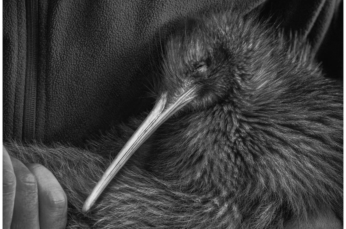 Kiwi-nui - Limited Edition Photo Fine Art Print