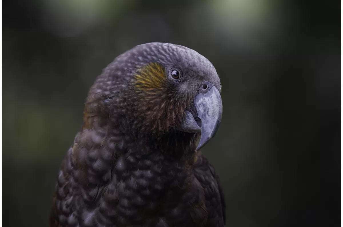 Kākā Portrait - Limited Edition Photo Fine Art Print