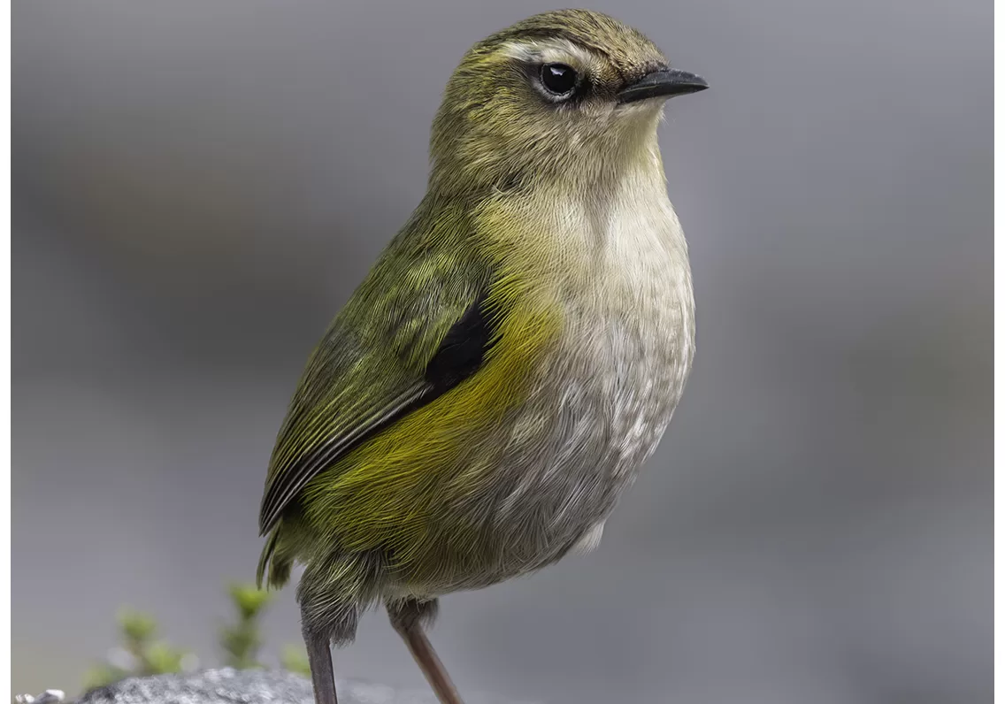 Rock Wren - Limited Edition Photo Fine Art Print