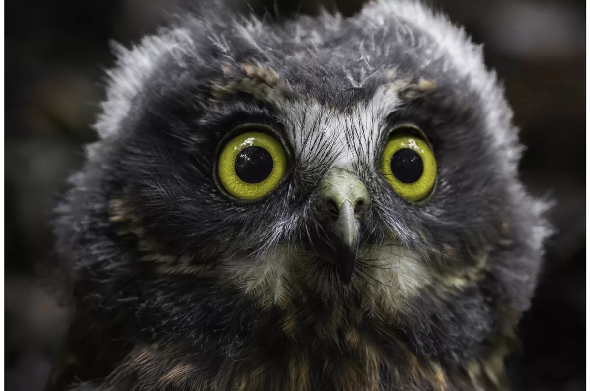 Ruru Owlet - Limited Edition Photo Fine Art Print