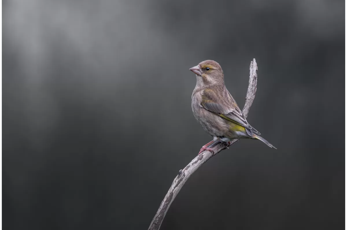 The Female Greenfinch - Limited Edition Photo Fine Art Print