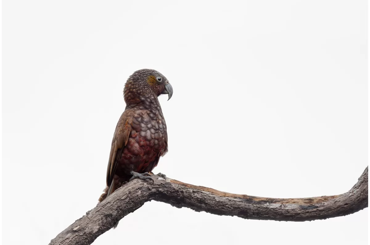 Kākā out on a limb - Limited Edition Photo Fine Art Print