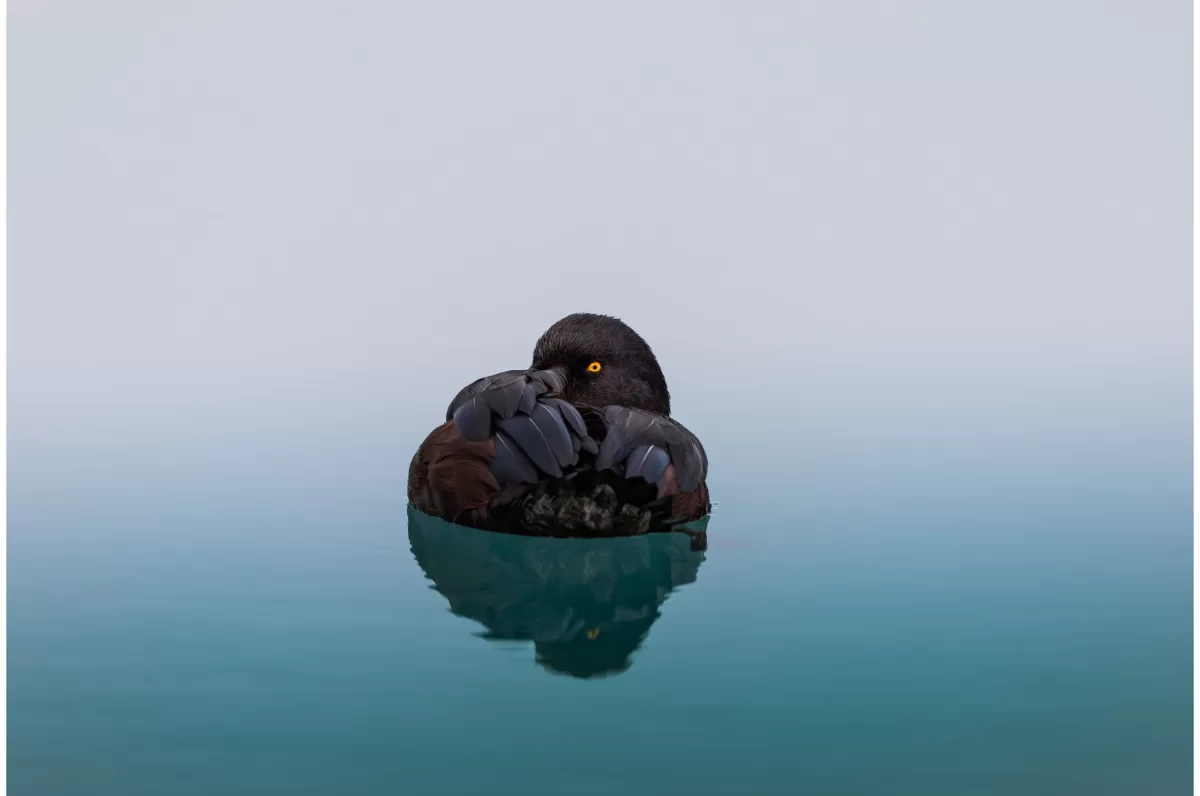 New Zealand Scaup - Limited Edition Photo Fine Art Print