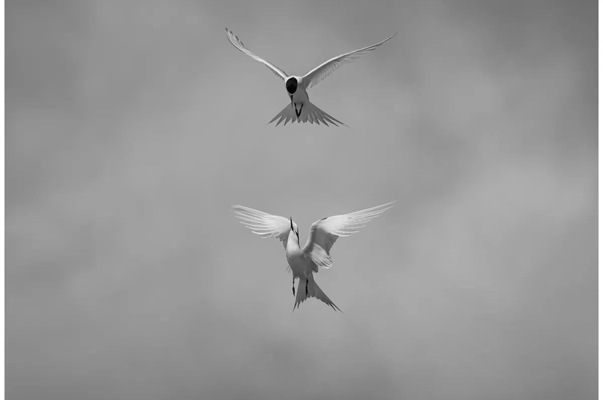 White-fronted terns - Limited Edition Photo Fine Art Print