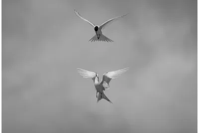 White-fronted terns - Limited Edition Photo Fine Art Print