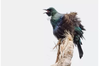 Tūī in full song- Limited Edition Photo Fine Art Print