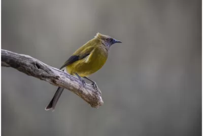 Bellbird pollen head - Limited Edition Photo Fine Art Print