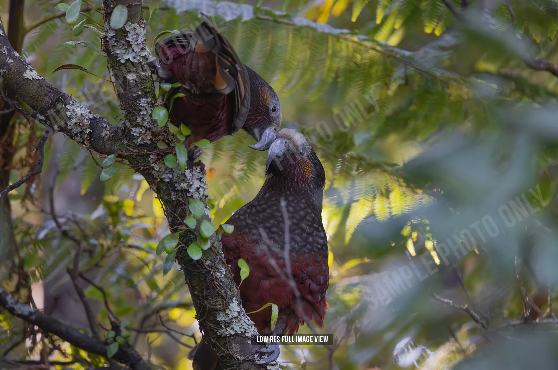 Kākā 012