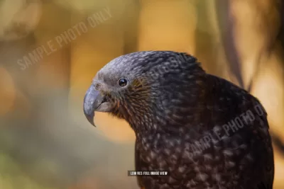 Kākā 016