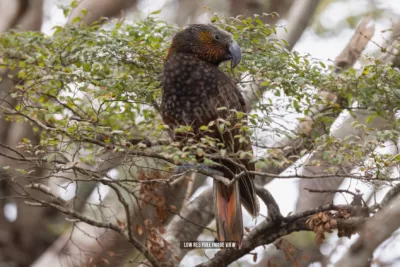 Kākā 017